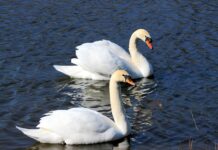 Czy pufy są zdrowe? Czy pufy są zdrowe?