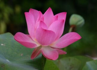 Jak się mówi po angielsku pufa? Jak się mówi po angielsku pufa?