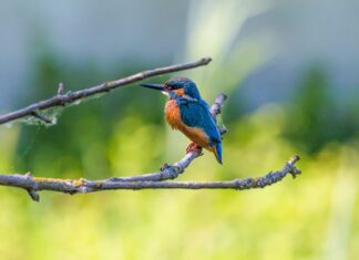 Czy przycisk Sigma pasuje do Omega? Czy przycisk Sigma pasuje do Omega?